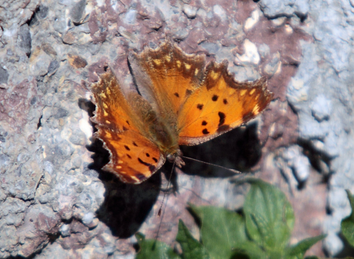 Poligonia egea?